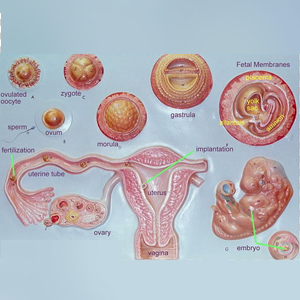 Cell to Embryo Stages Model